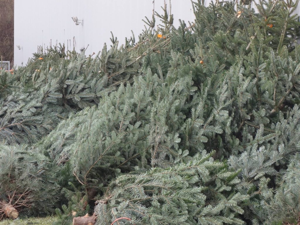 Christbaumaktion 2018
